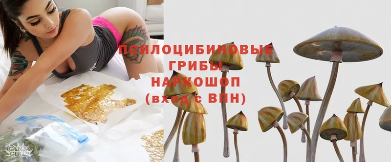 Псилоцибиновые грибы Psilocybe  Лабинск 